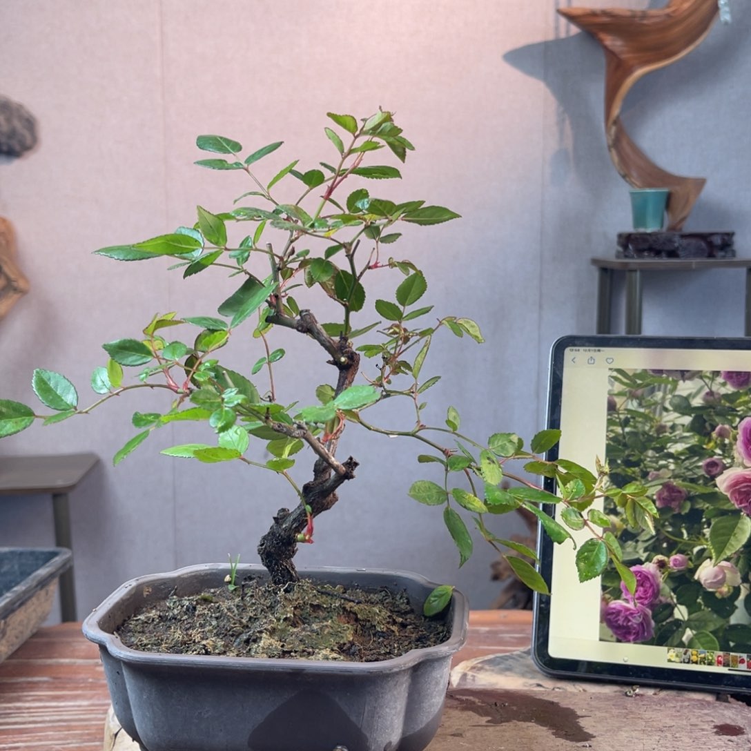 孤***星少量花朵（建议范围：2朵-5朵 或40%以下）