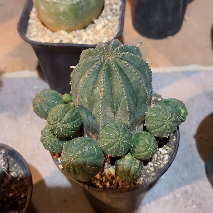 满38包邮2天凑单，脱土晾根发货多肉植物泰系布纹球