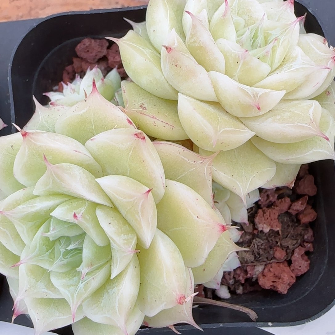 花语逸镜0208-247