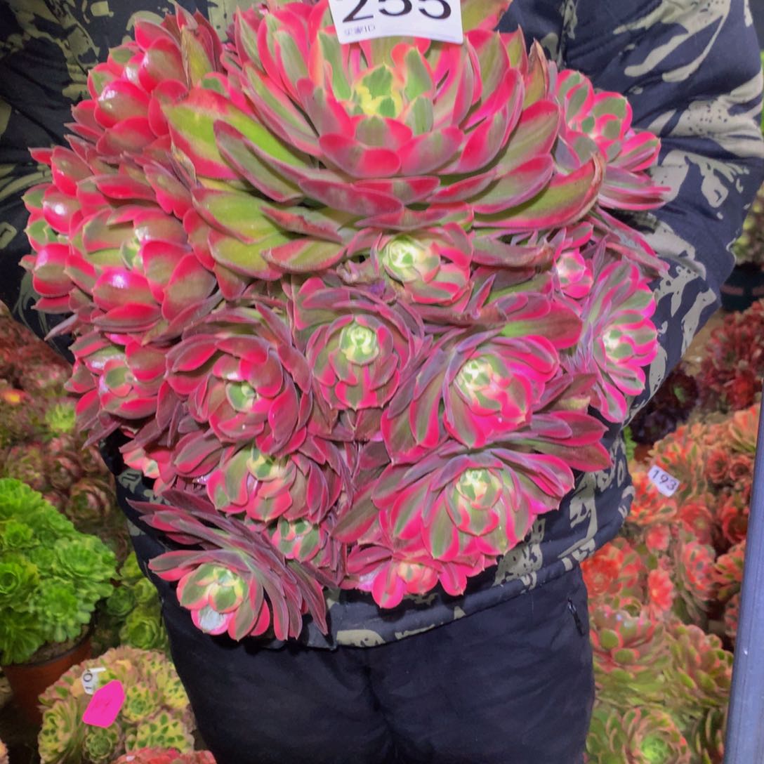 法师多肉植物255