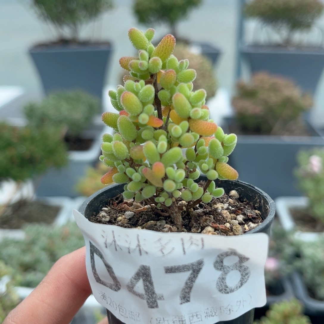 478金桔糖球枝干