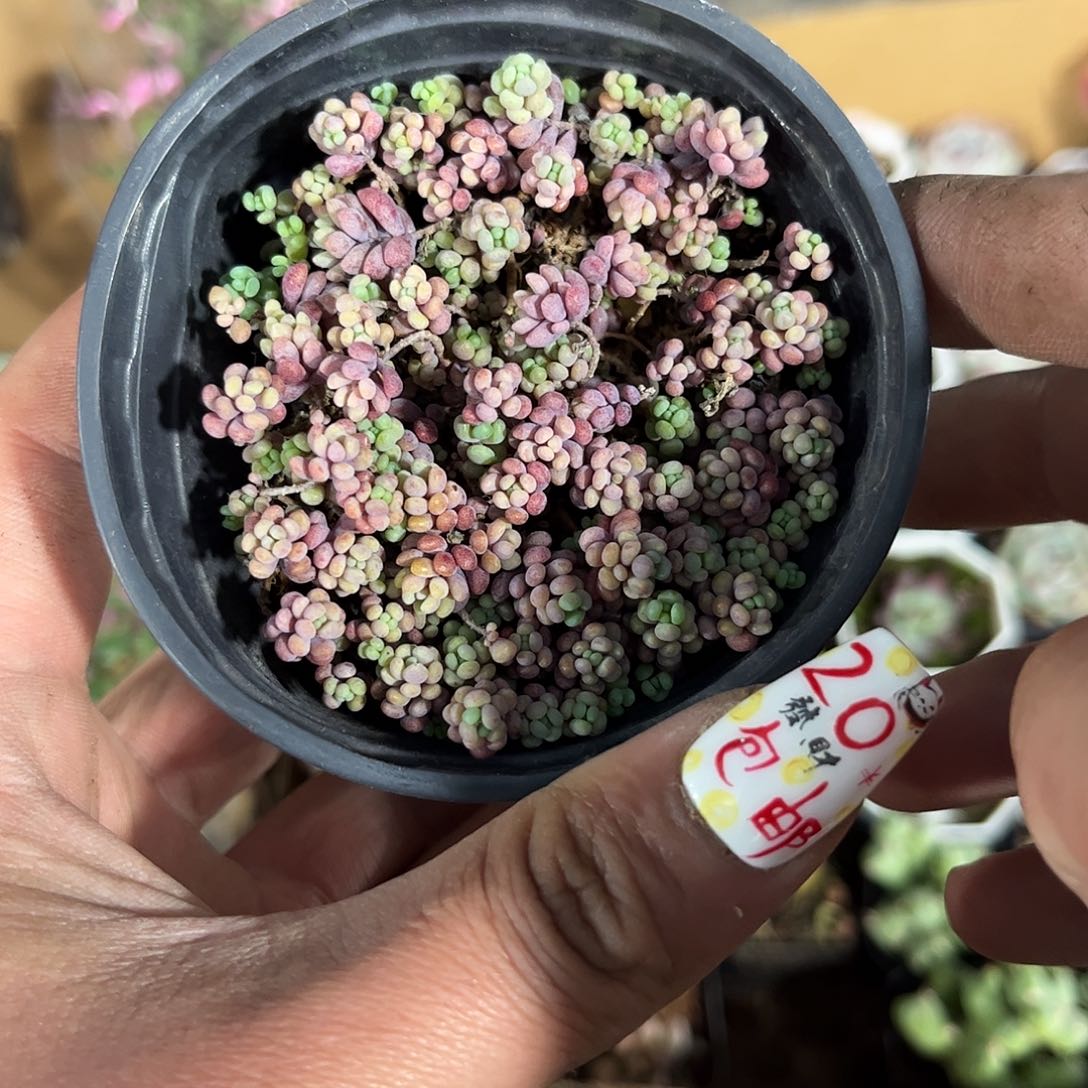 鱼子酱这个模特单头发货