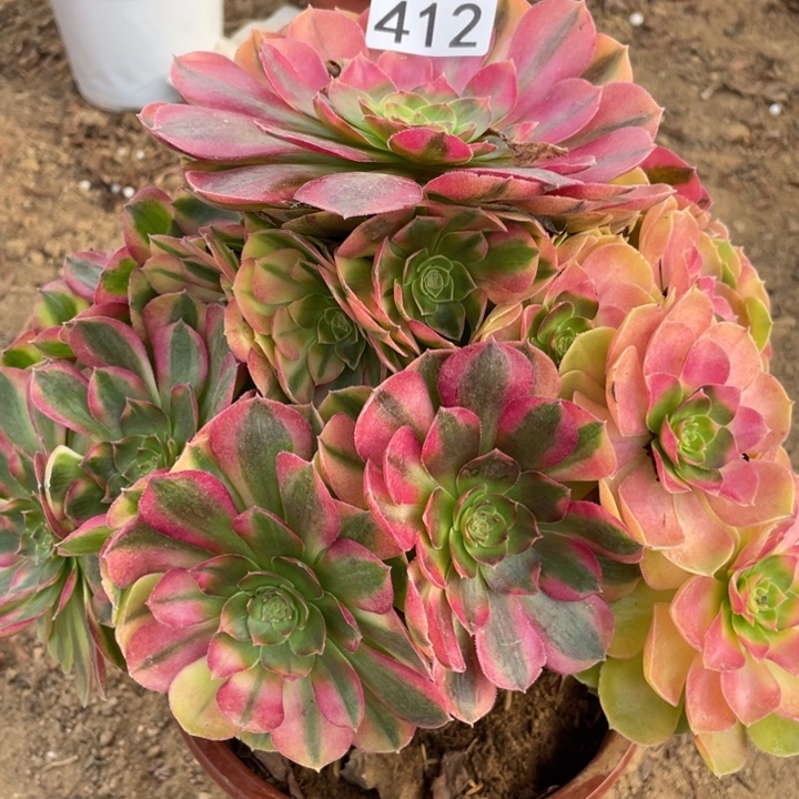 子***1无花朵412雨荷多肉植物