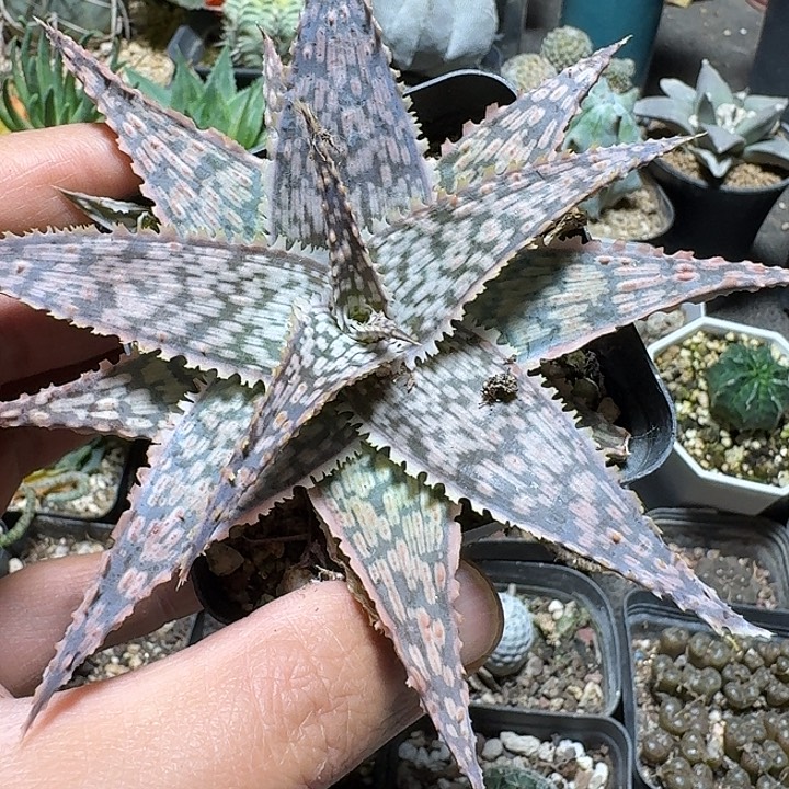 912园艺芦荟脱土发货