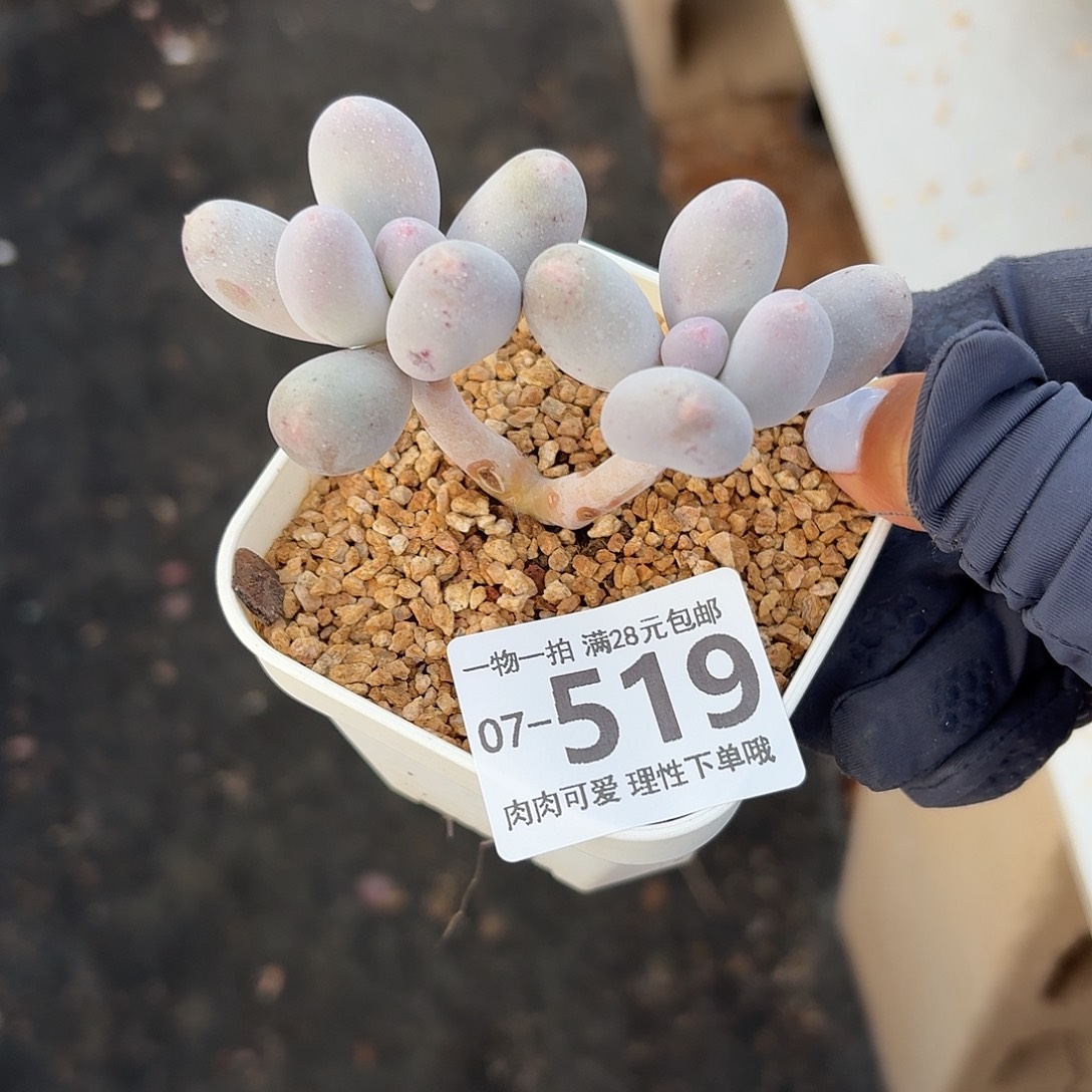 米可无盆土发货无