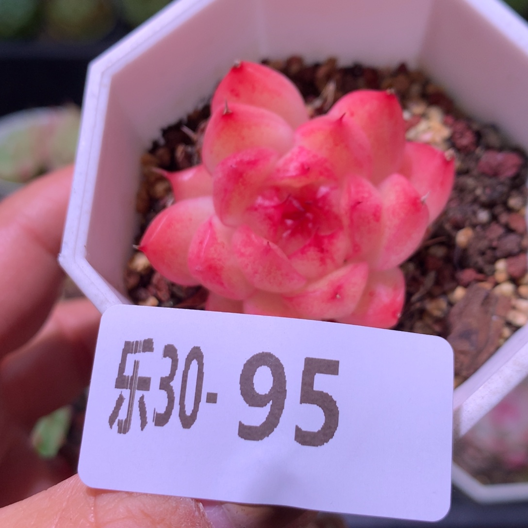 乐然30-95 麦秆单头