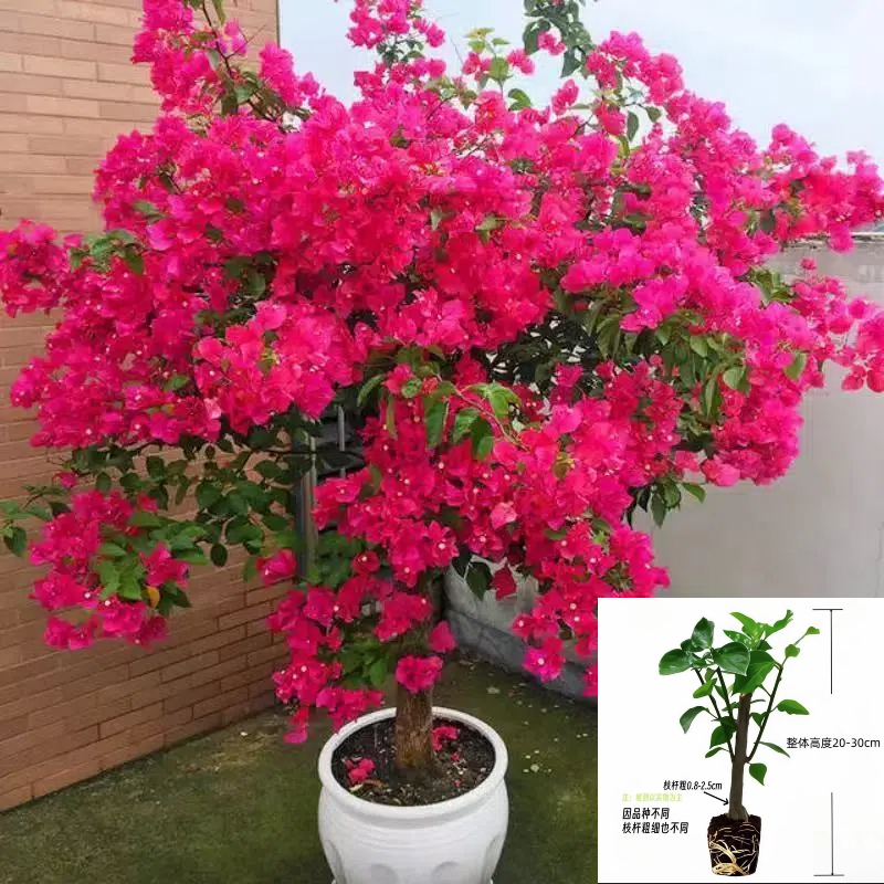 中国红 三角梅壮苗盆栽爬藤重瓣植物室内外阳台【不带花】发货