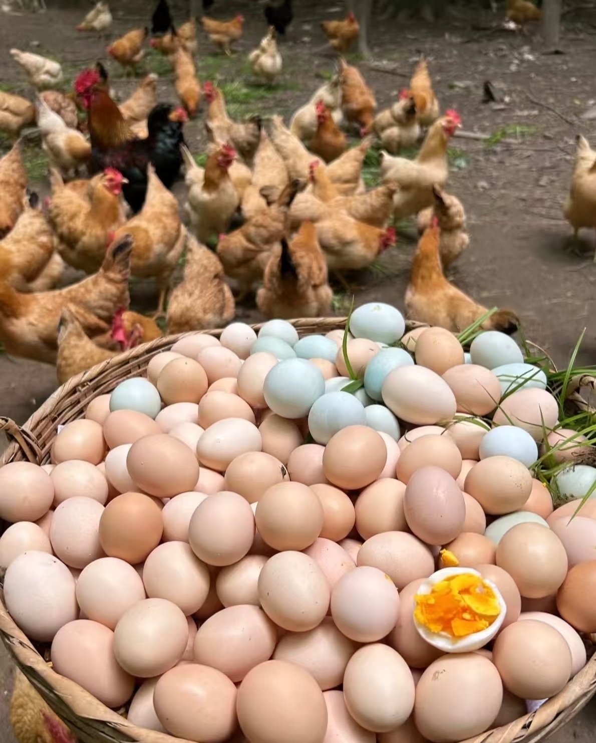 农村放养新鲜现捡土鸡蛋粉壳鸡蛋山林散养