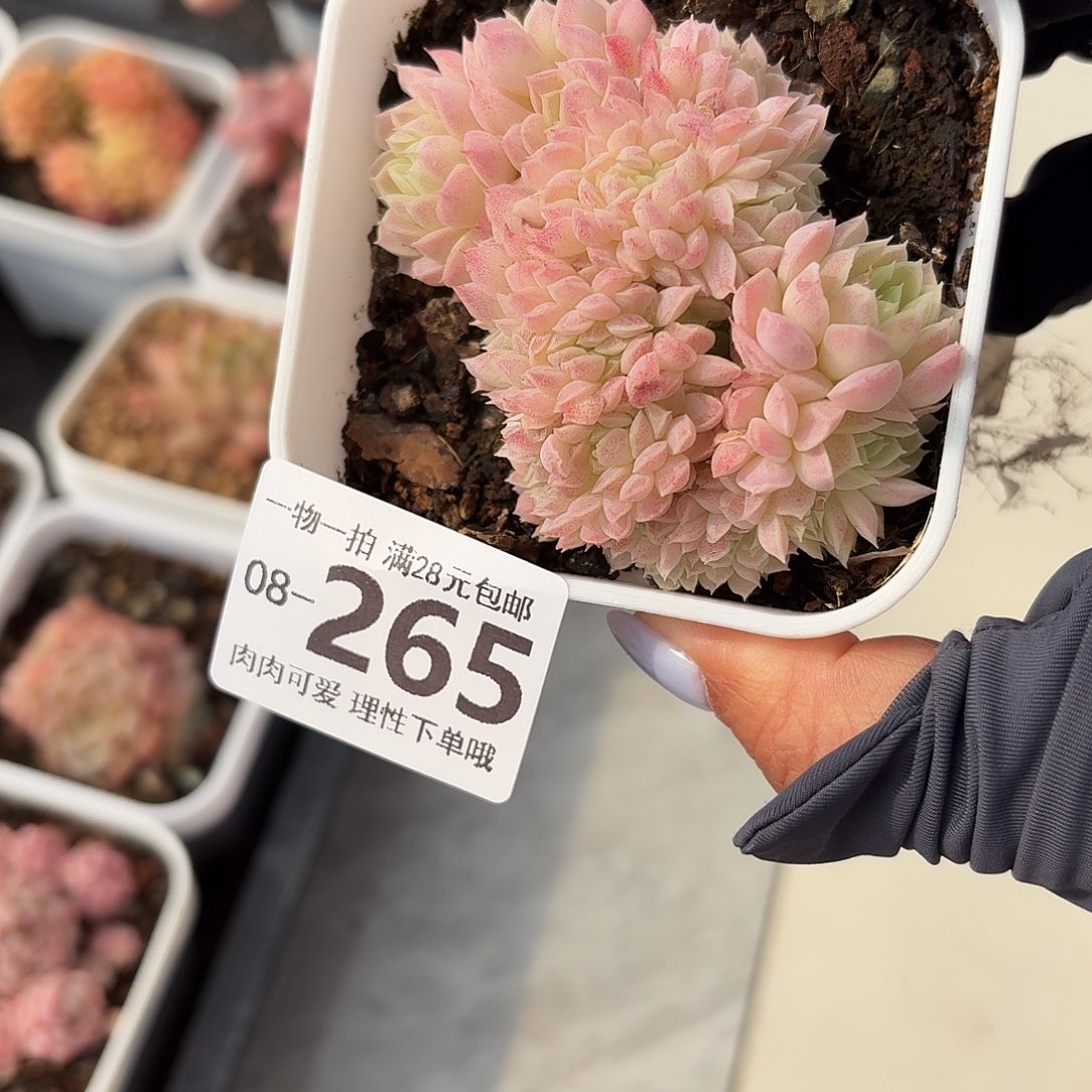 羊脂球缀无盆土发货无