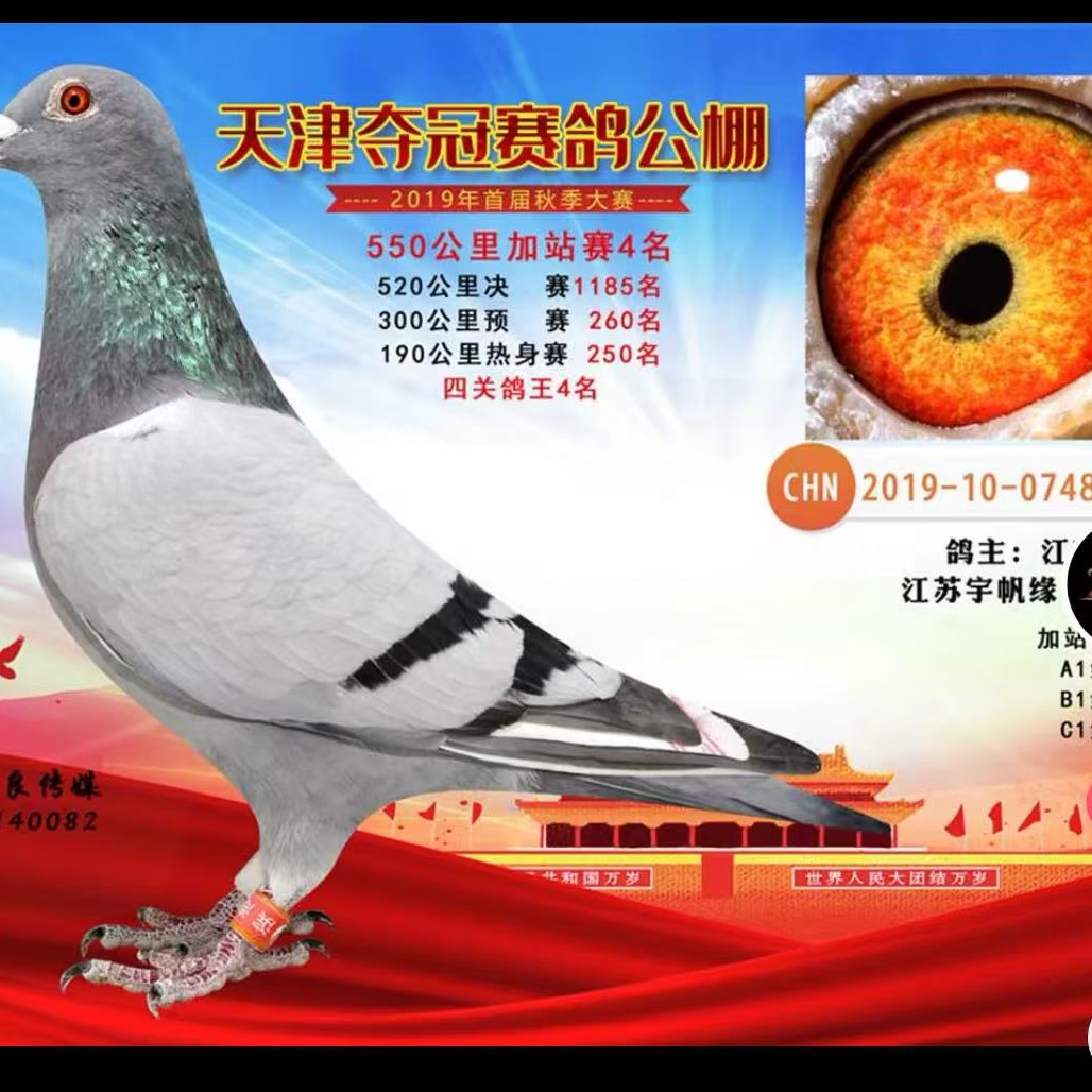 信鸽赛鸽成绩鸽血通鸽
