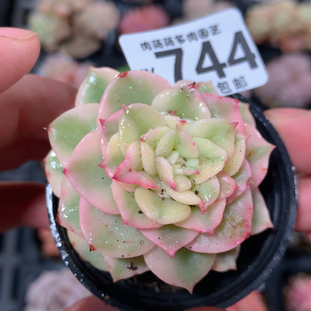 5CM拇指盆精控多肉YY744