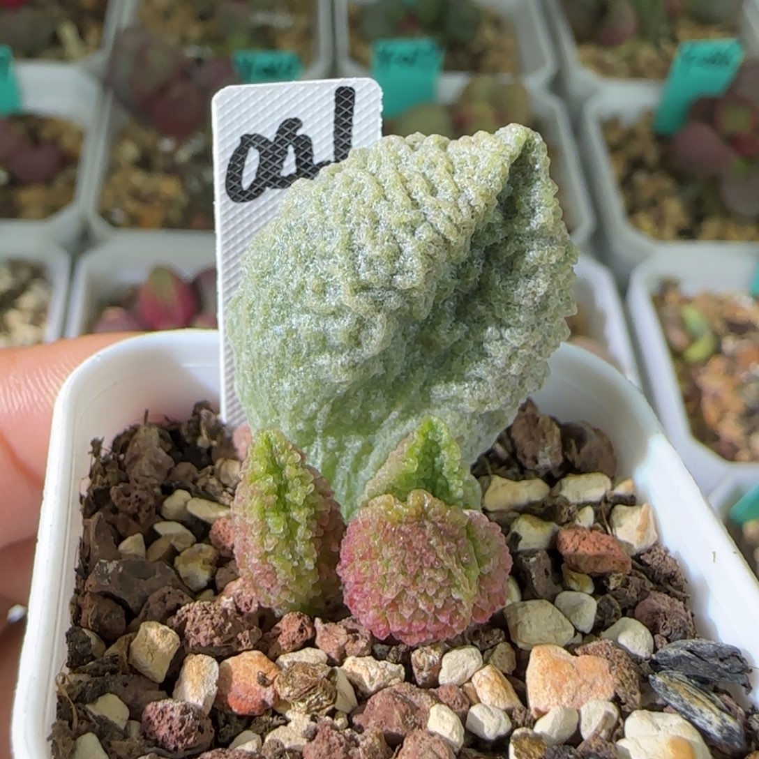 编号041叶插，四方盆发