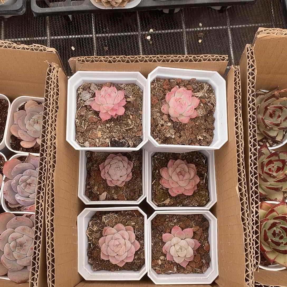 粉色系单头小巧可爱 9.9包邮6019