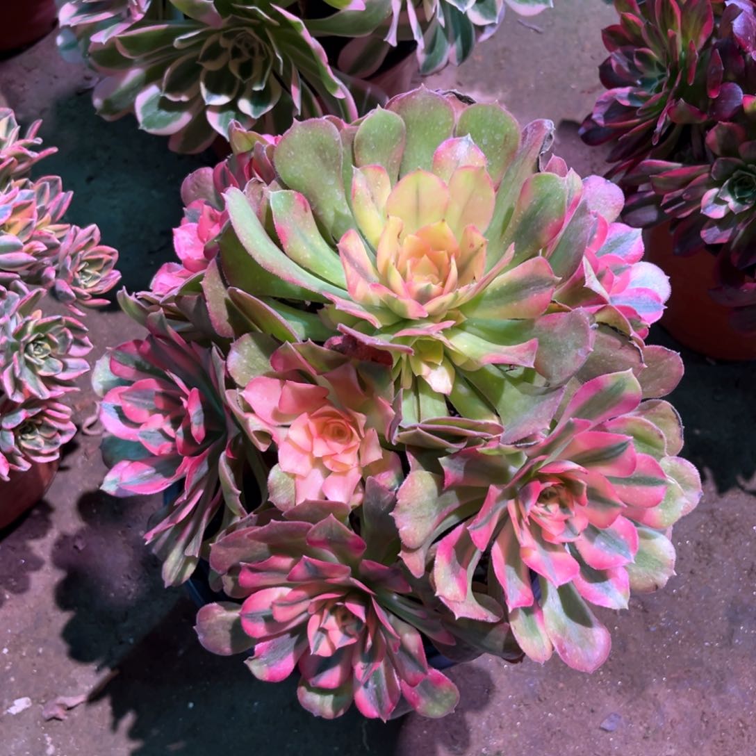 多肉植物香妃283