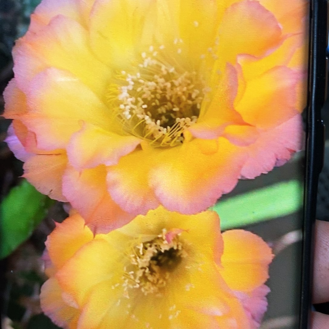 彩 花纹/侧芽歪20包邮/5公分