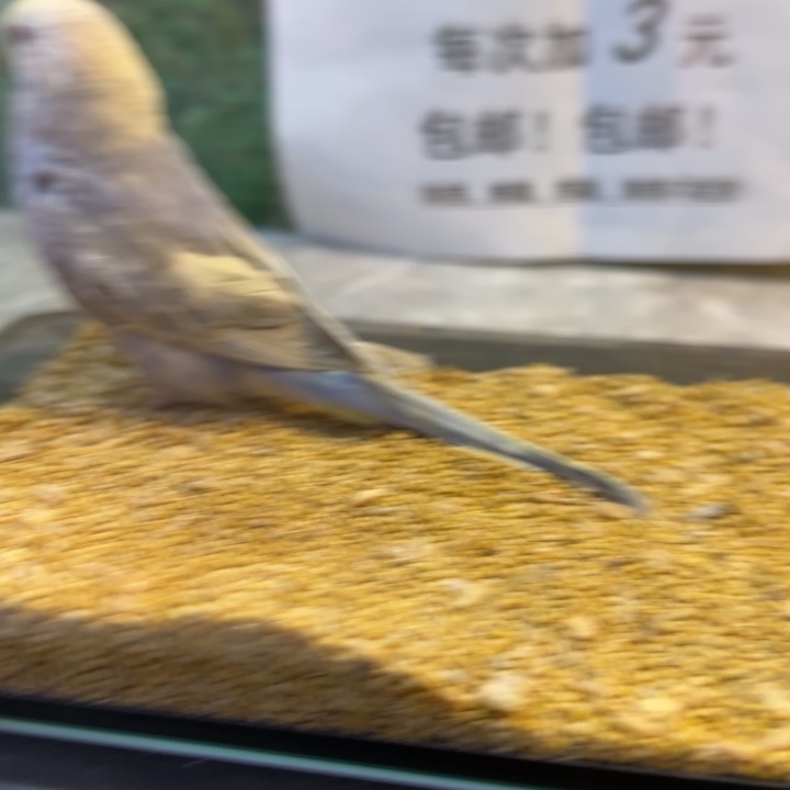 虎皮鹦鹉大头虎皮鹦鹉