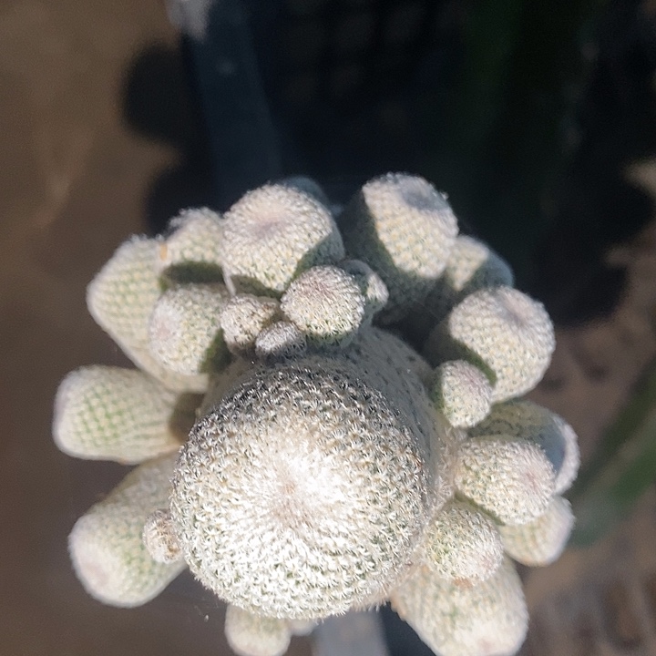 三角接小人帽子群