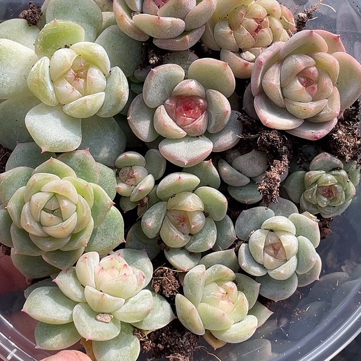 OTO多肉切糕优选dy439