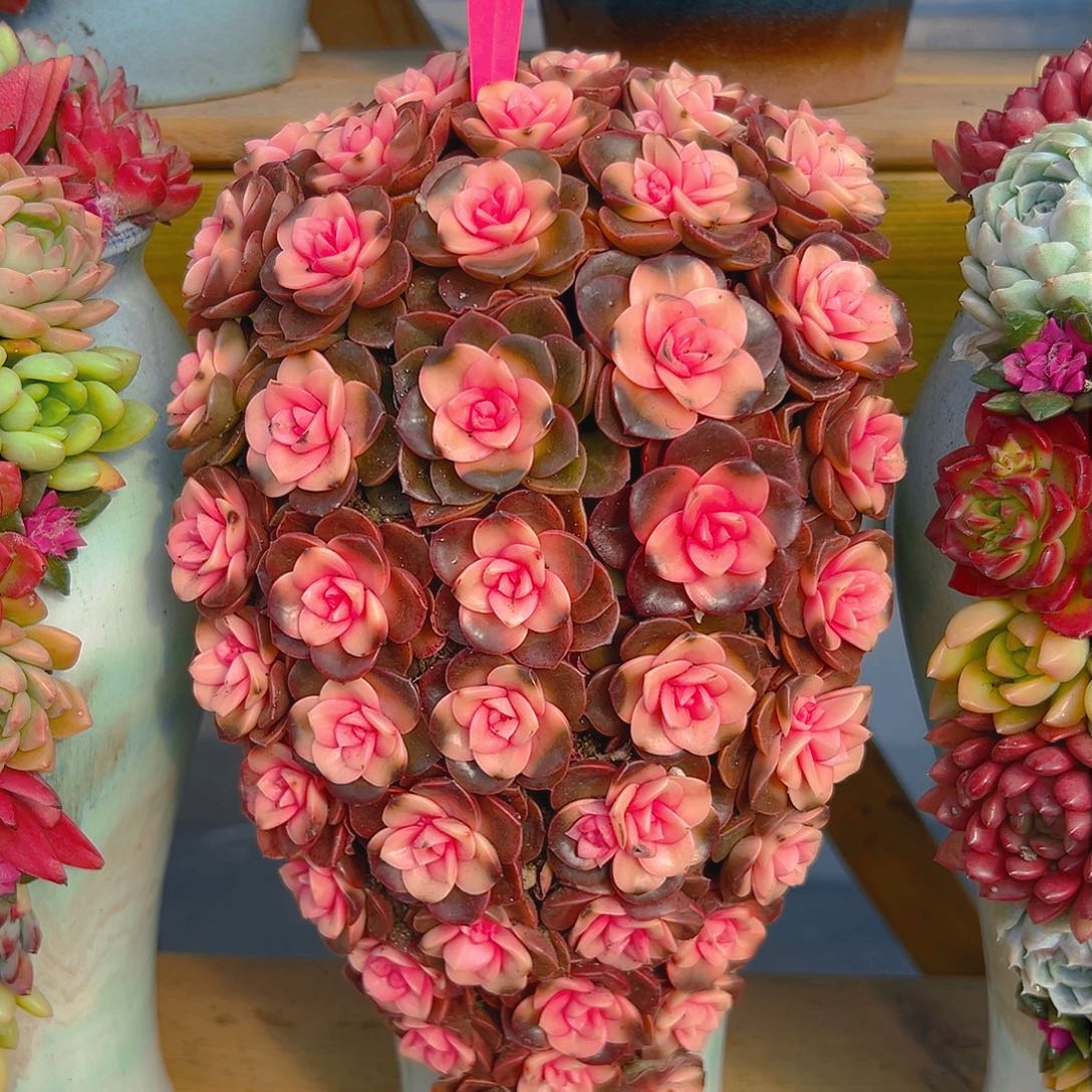 021巧克力玫瑰多肉