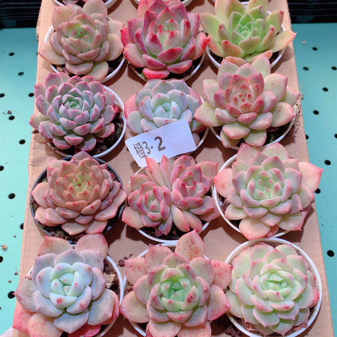 3-2一物一拍多肉带盆18颗