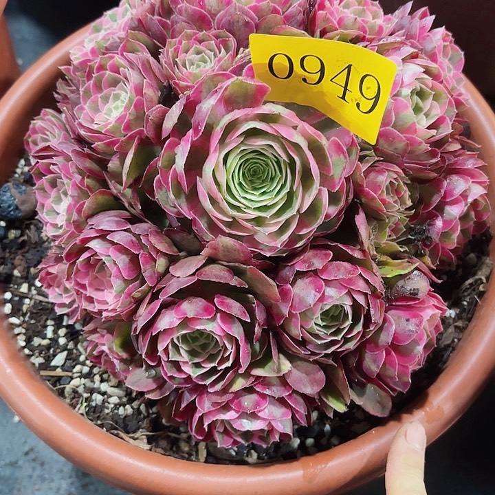 多肉植物孔雀翎0949