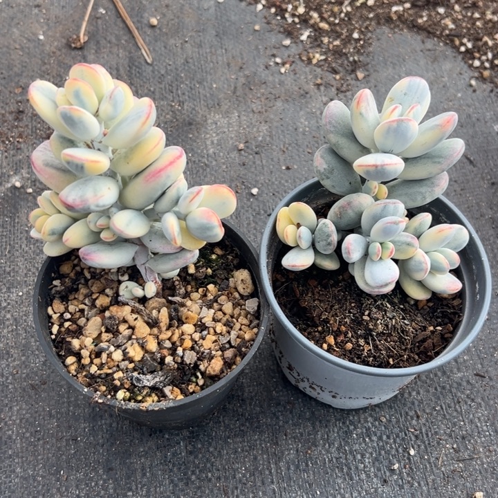 无花朵204号福娘锦两个无砍