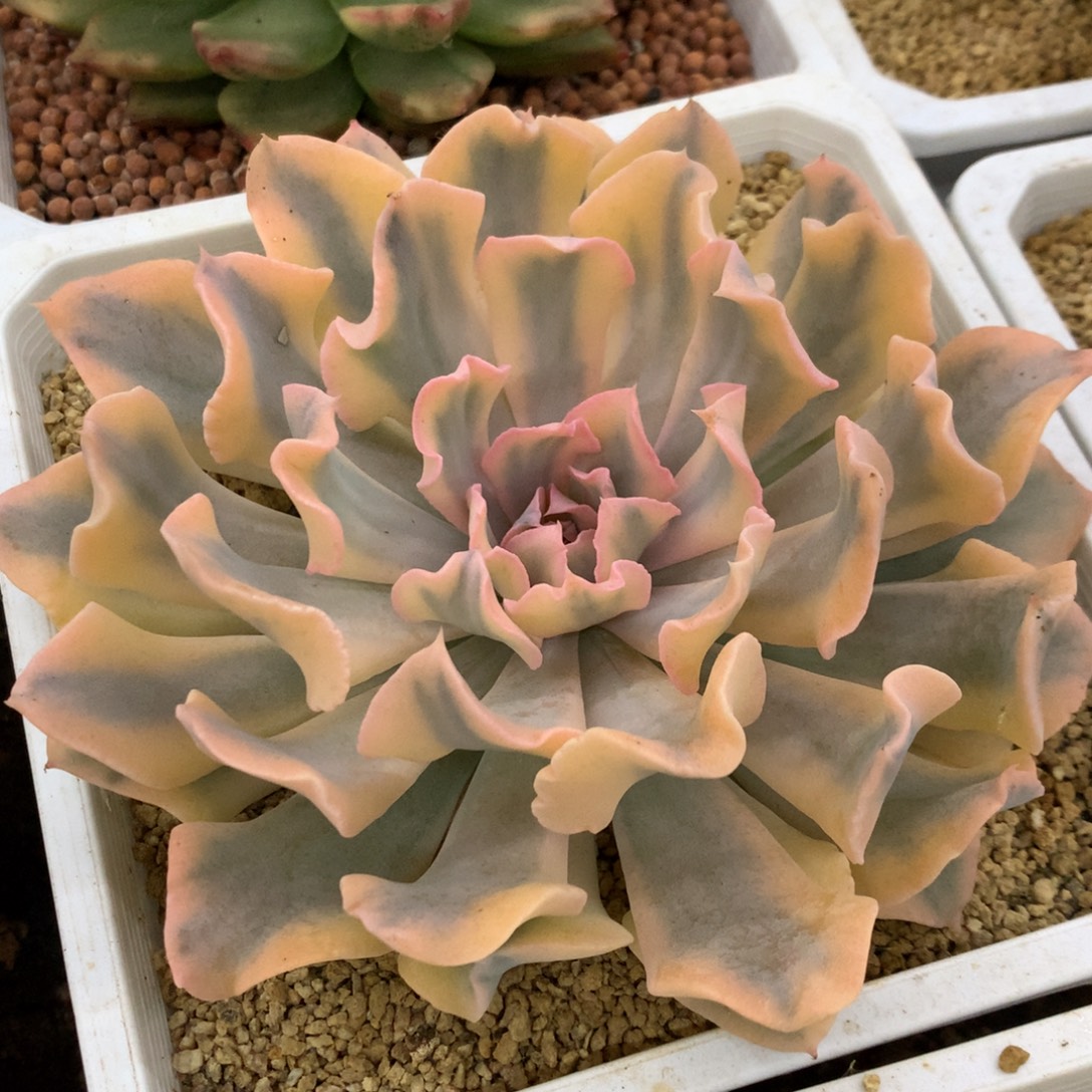 利亚大尺寸姐姐姐姐咯