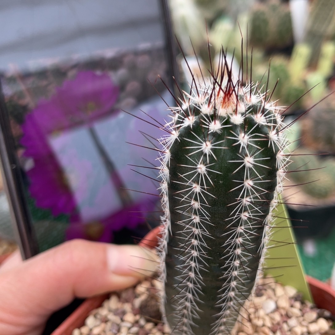 鹿角柱实生仙人球春高楼