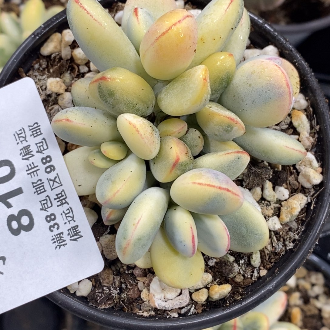 o***o810福娘锦有砍群生