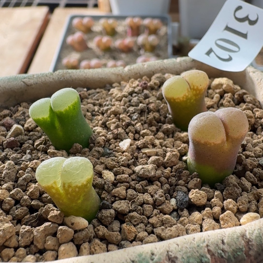 风铃玉4颗不带盆3012