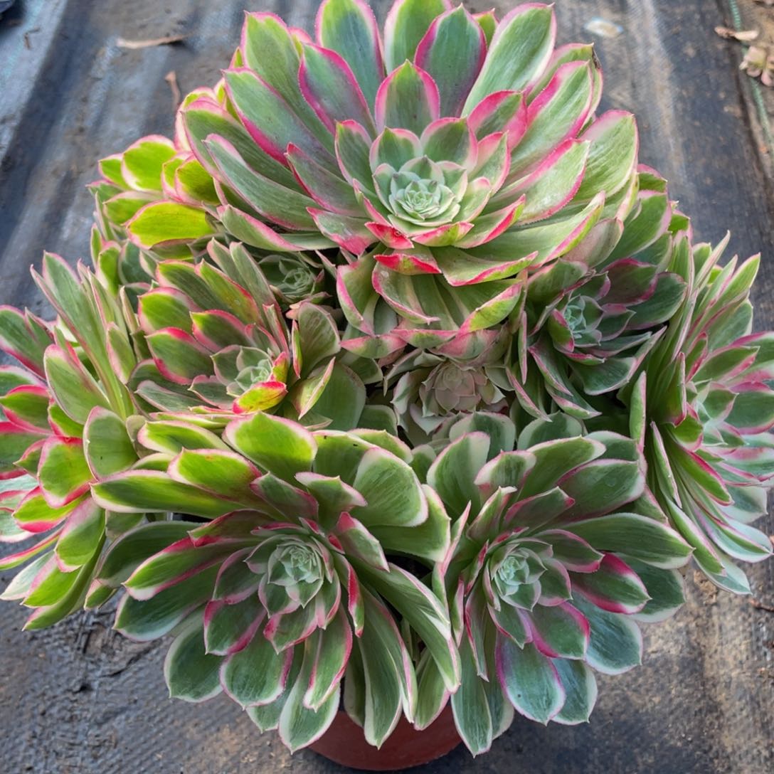 636孔雀翎精品法师老桩