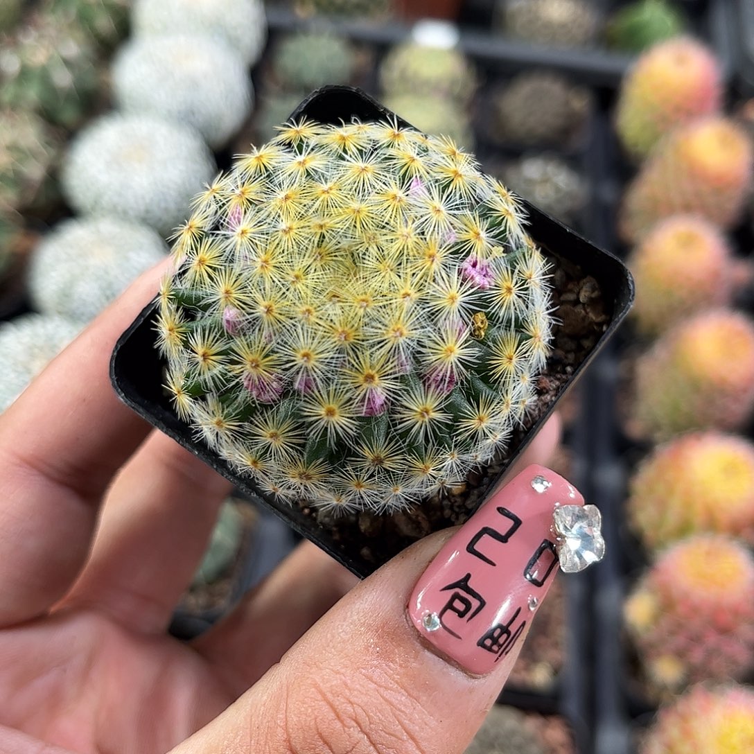 红花明星单头发货单头发