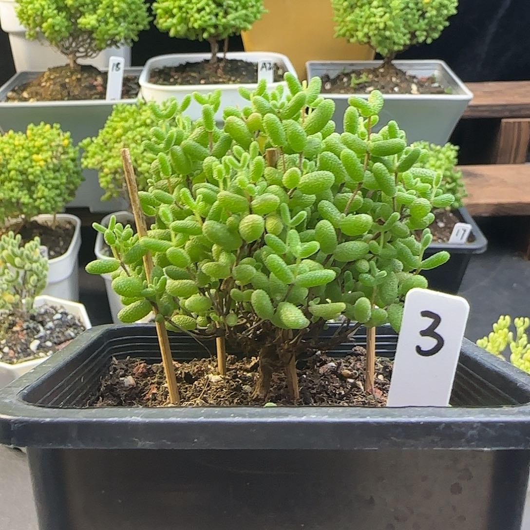 蜜橘糖球一物一拍