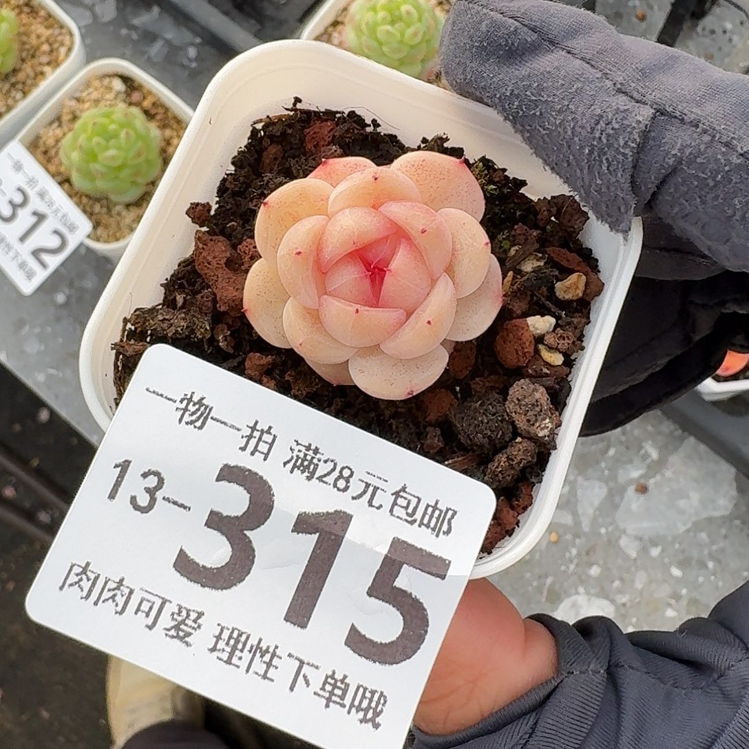 蜜桃甜心无盆土发货无