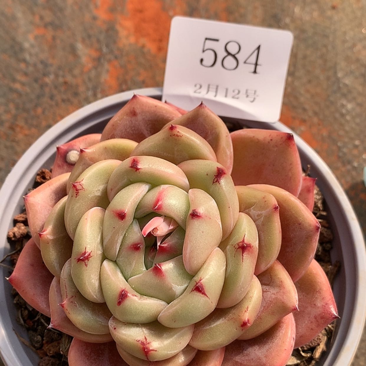 【闪购商品】云584