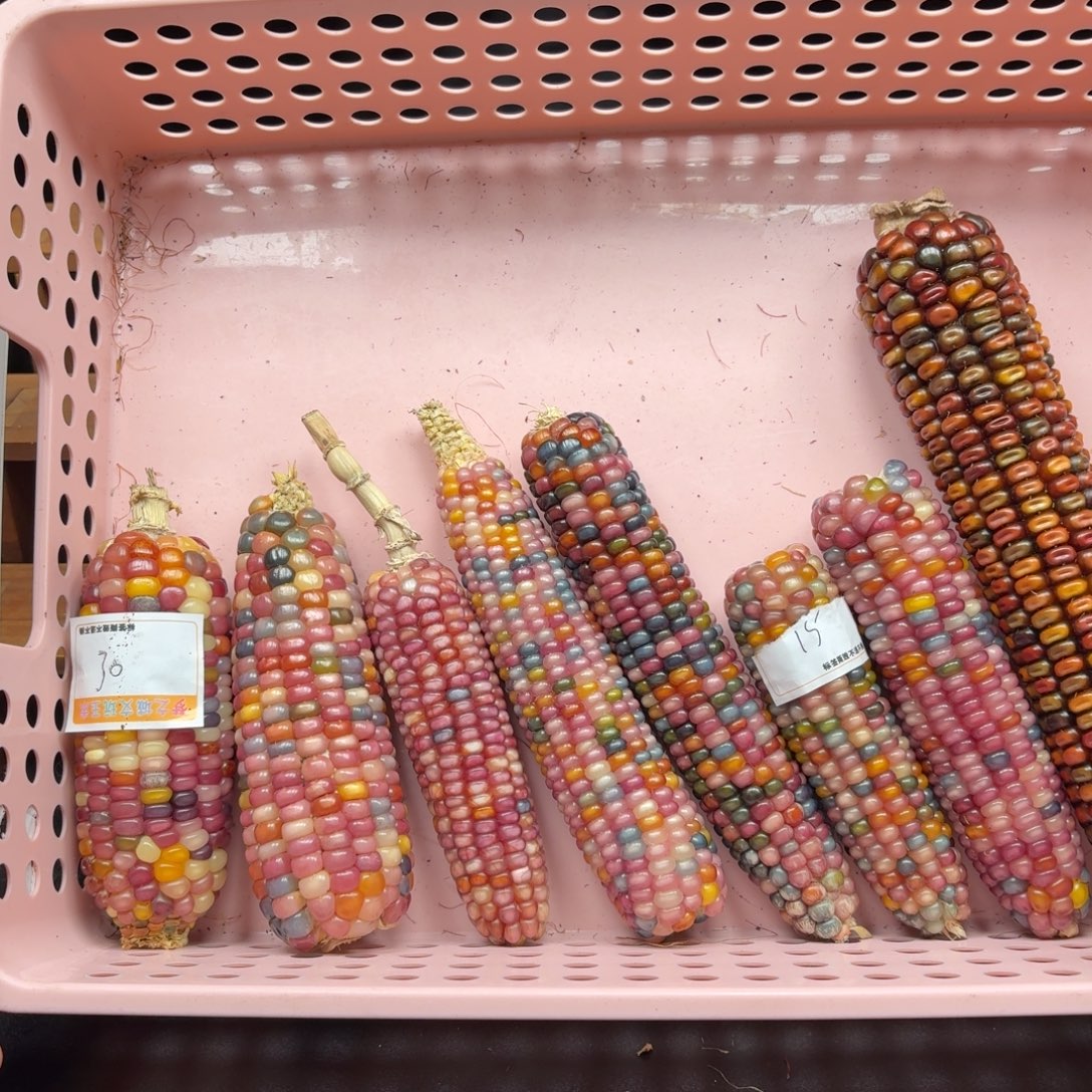 可***妈银S925七彩宝石文玩玉米