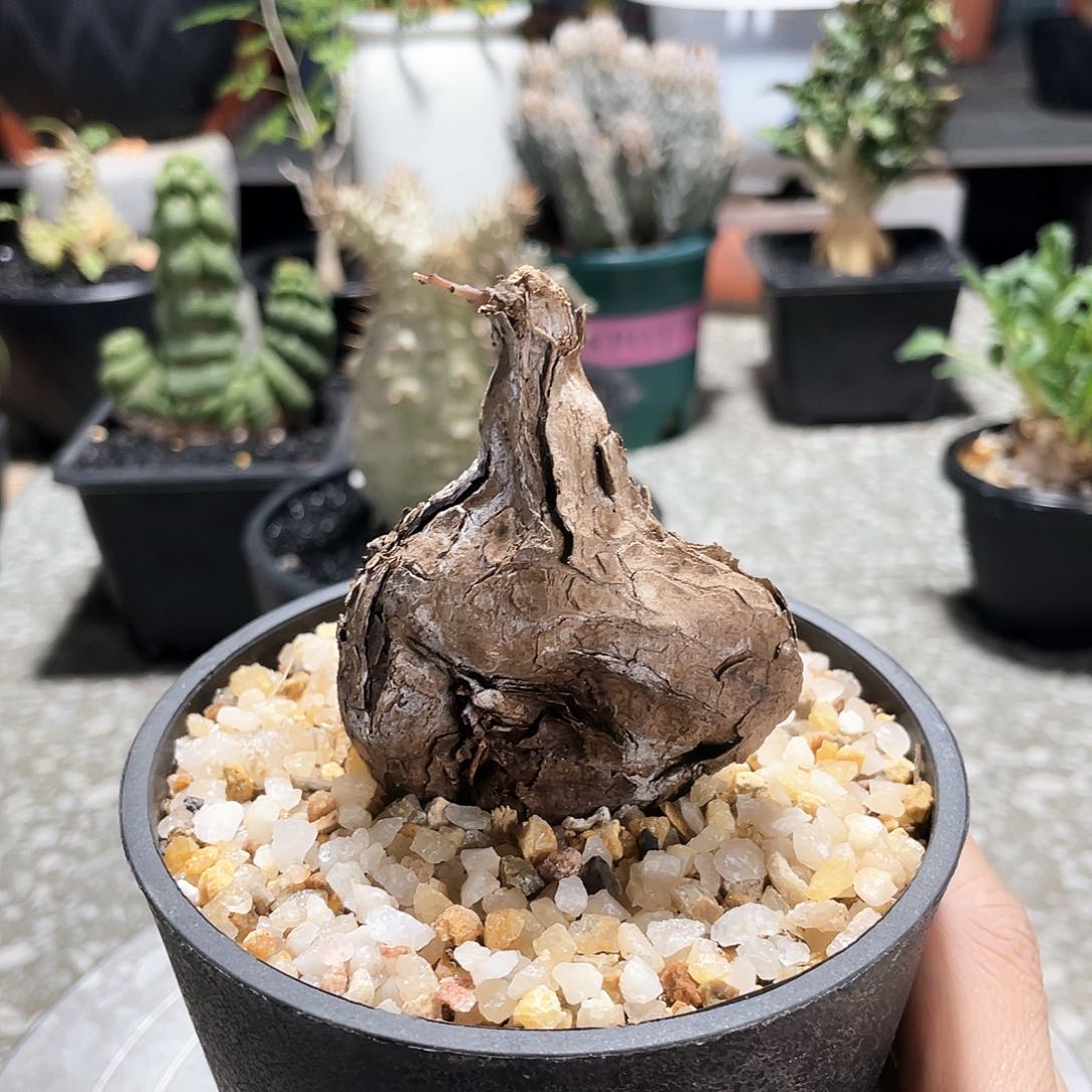 66666666666666666666