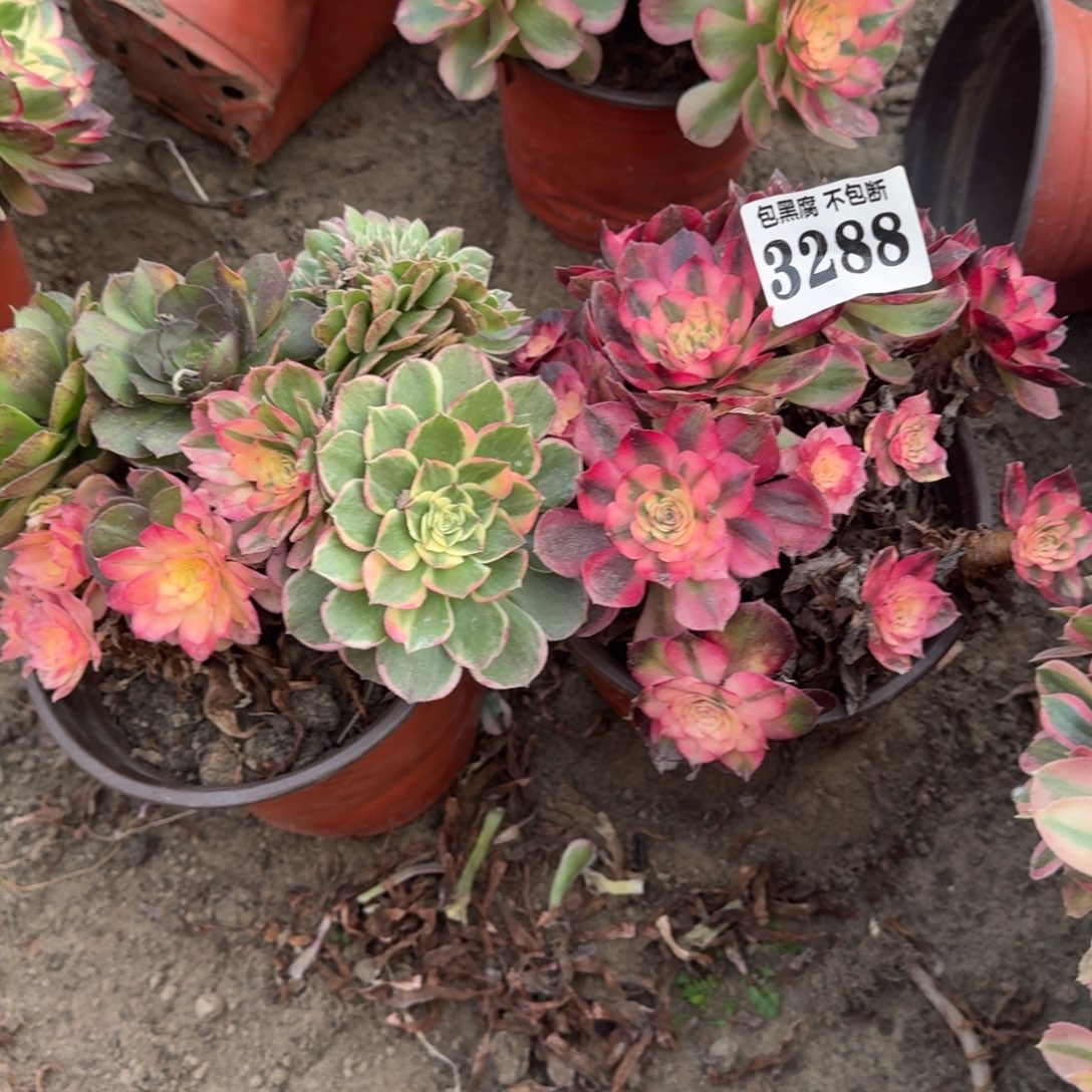 法师倾城 丘比特 3288 16-8