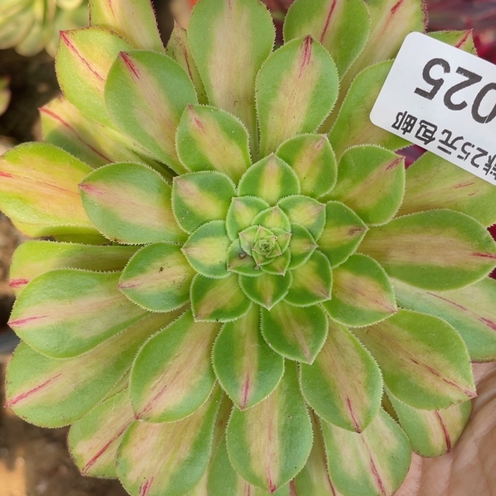 25知否砍头12345678