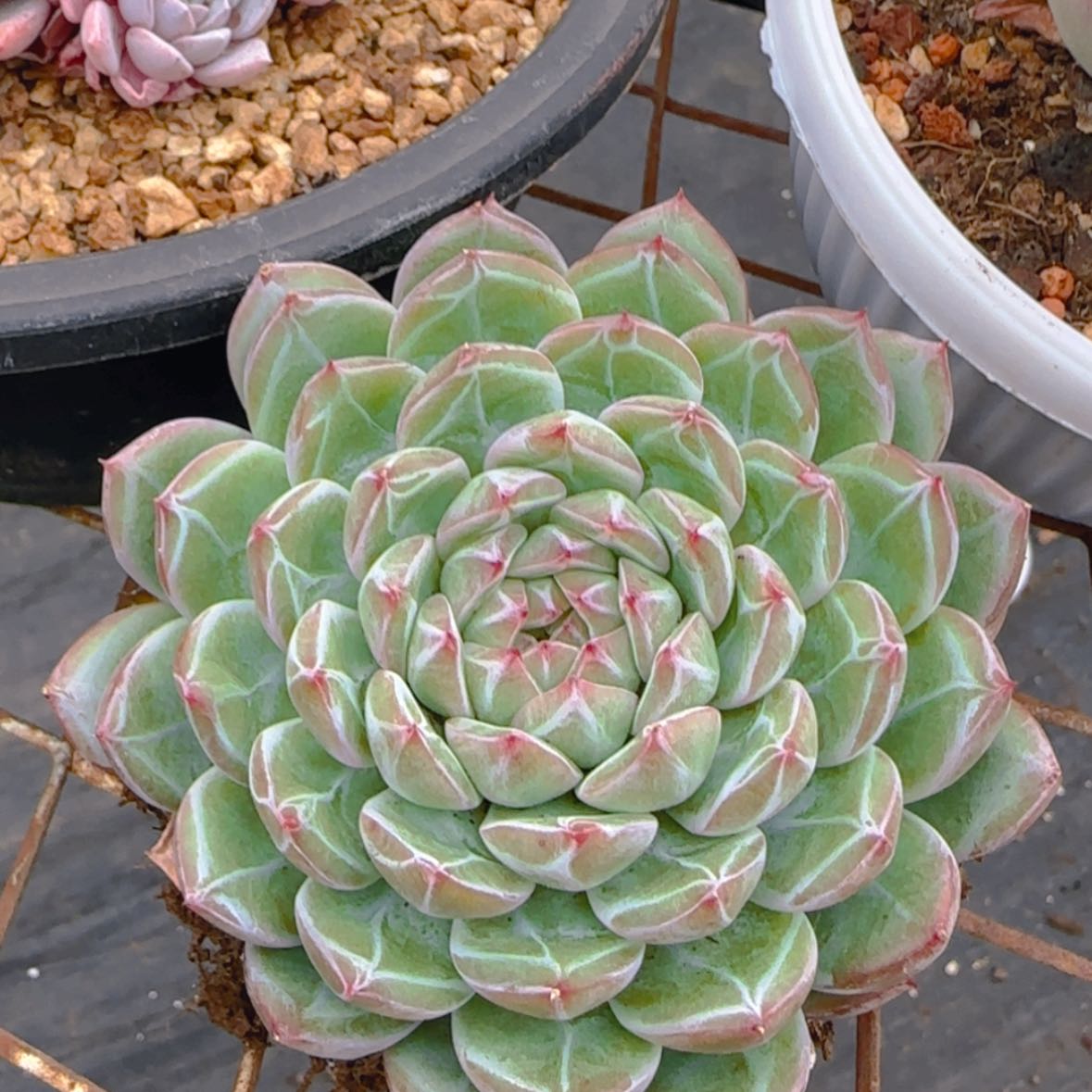 【闪购商品】雪花珍妮9.9