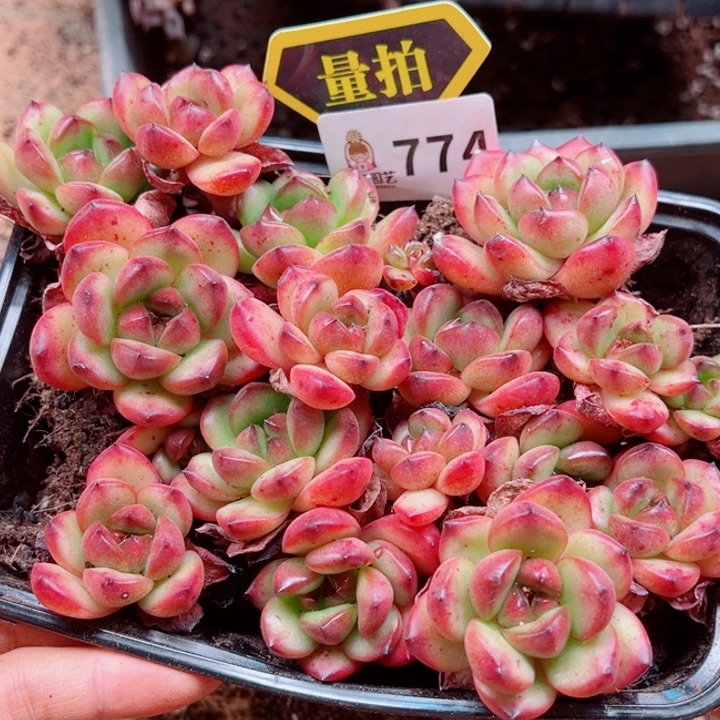 多肉植物多肉植物