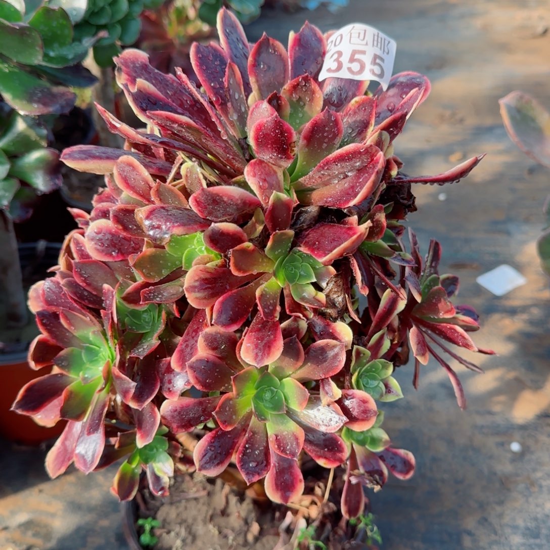 欧佳丽355满20包邮断枝不包