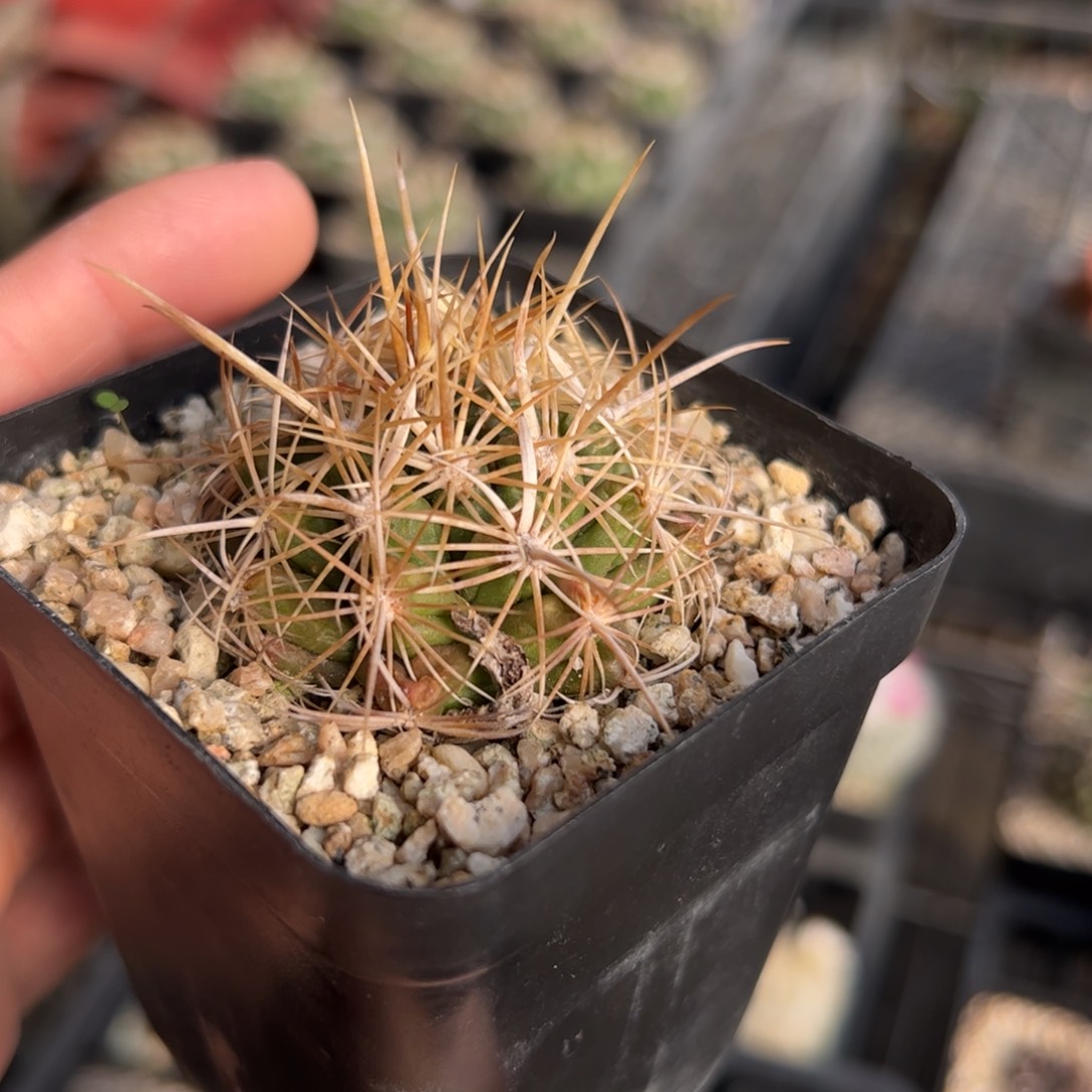 实生白针大统领脱土发货