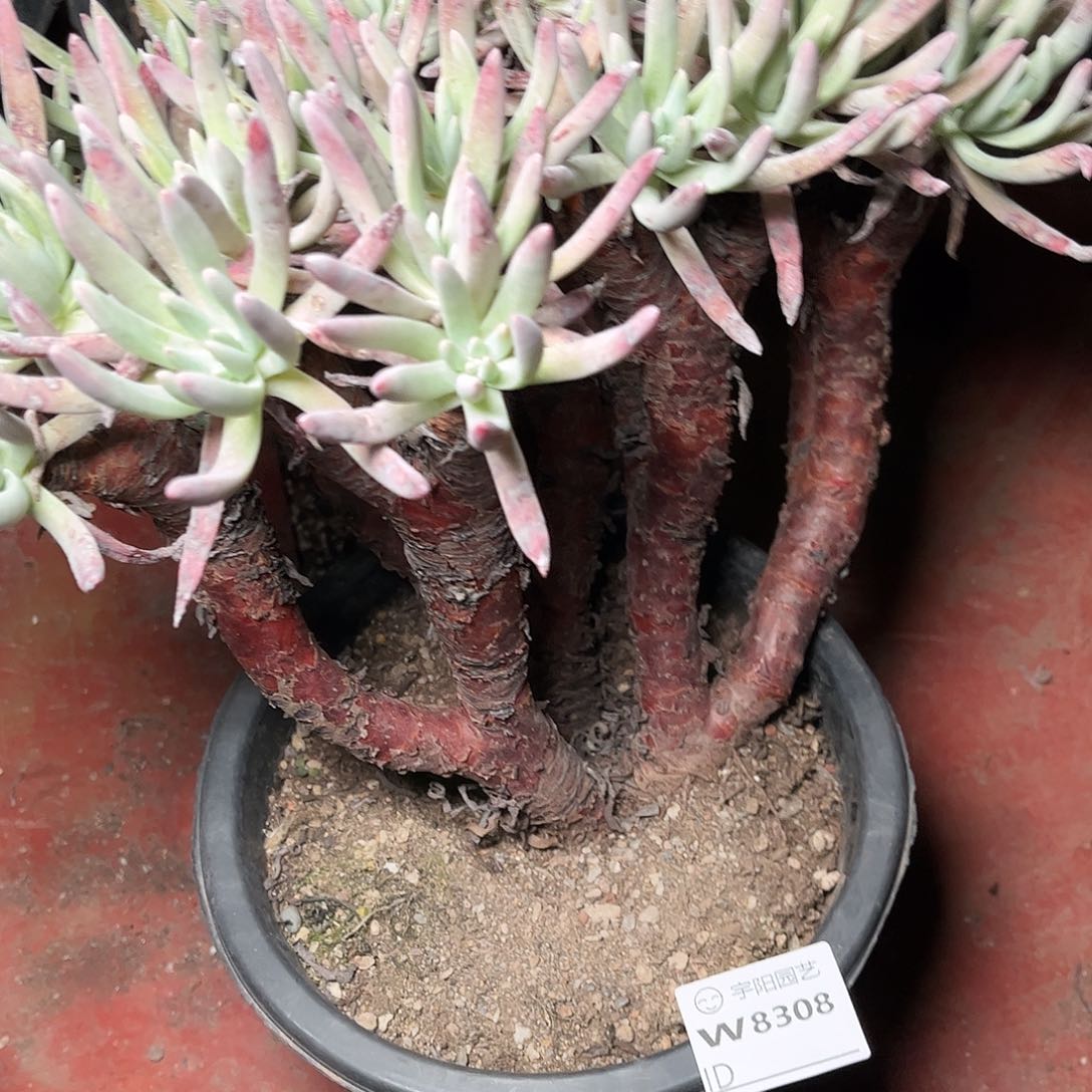 8308白鹭仙女杯多肉