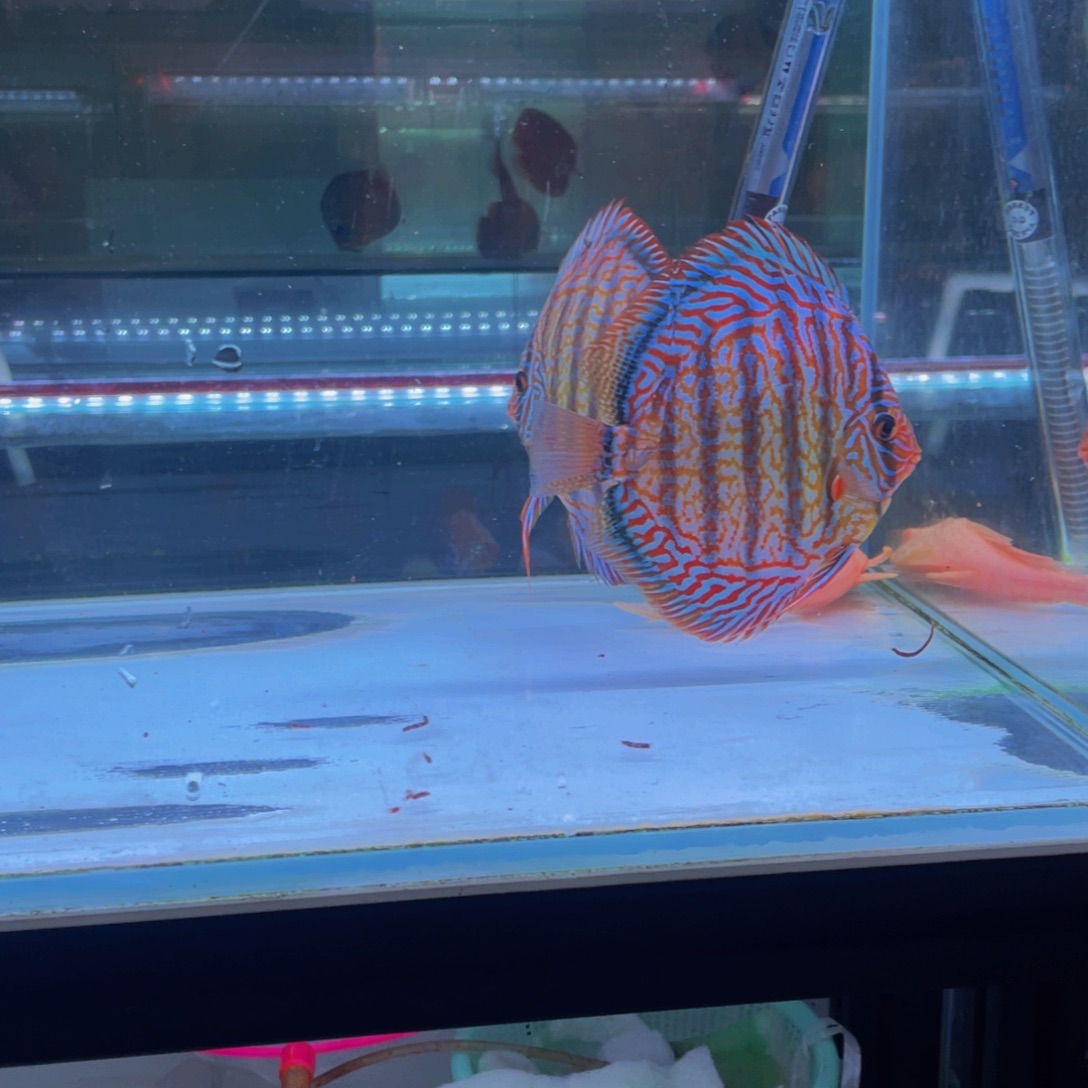 神仙鱼?马来松子代