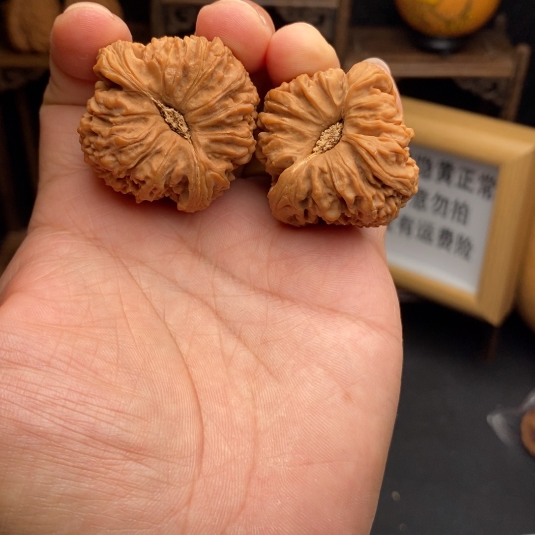 涿鹿南疆石木塞底核桃