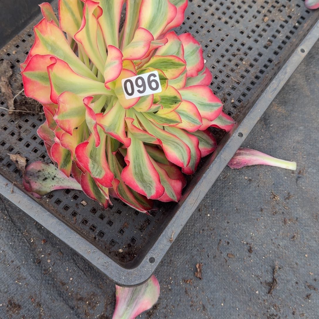 096多肉植物爱丽丝多肉