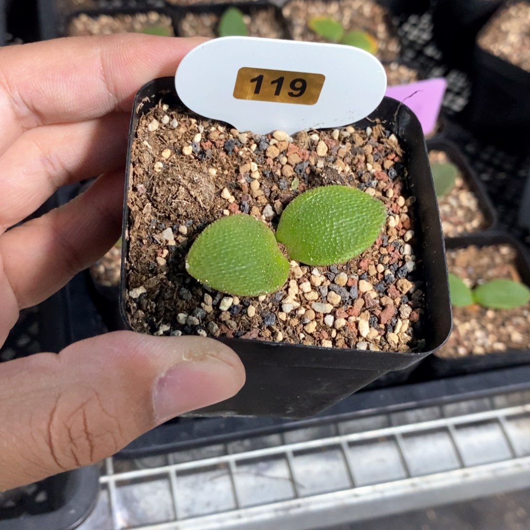 钢锉多肉植物一个