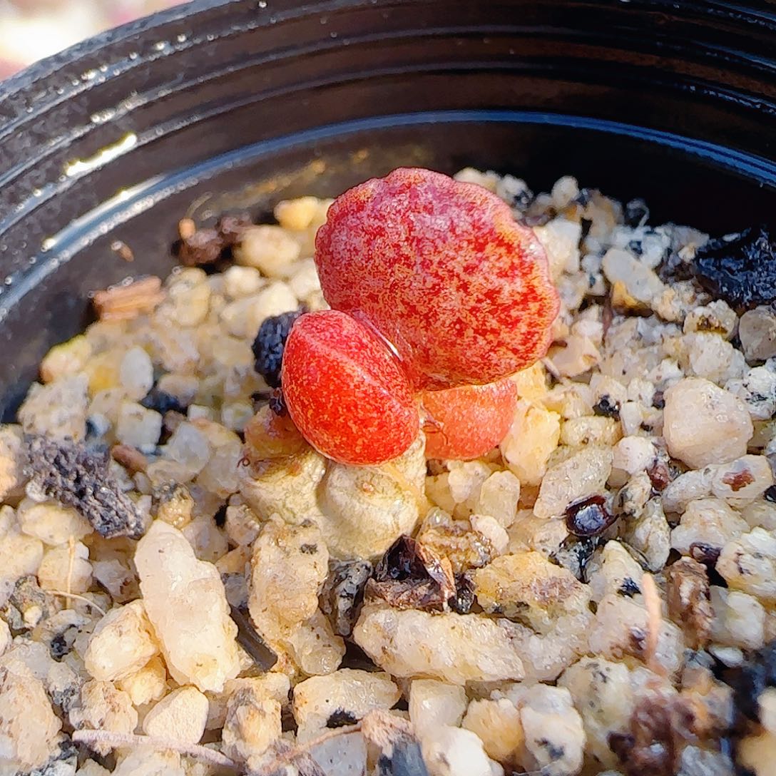 L 可爱小粉黛 盆口2.5cm