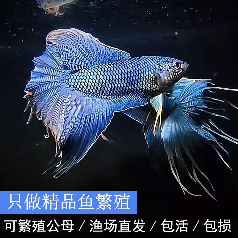 超级福袋，截图为准